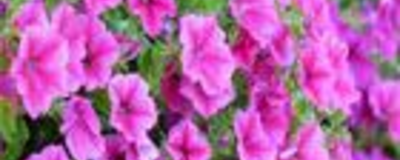 Ornamental Plants & Fresh Flowers