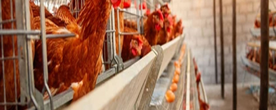 Poultry Farm And Pet Animals