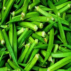 Excellent Quality Fresh Lady Finger Price Online Exporter