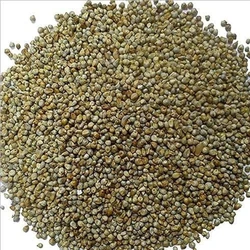 Pearl Millet Seeds