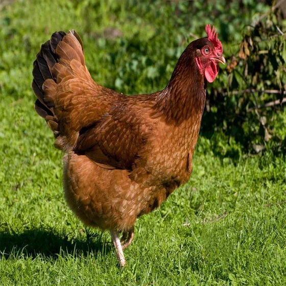 breed-live-chicken-2.webp