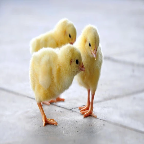 healthy-poultry-chicks-1.webp