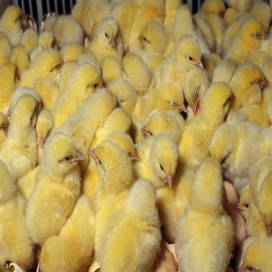 healthy-poultry-chicks-2.webp