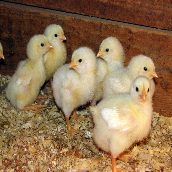 cornish-poultry-chicks-2.webp