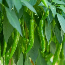 F1 Hybrid Chilli Seed