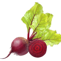 Hybrid Beet Root Seed