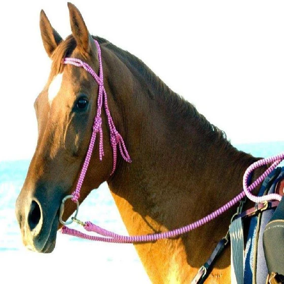 horse-rope-bridle-2.webp