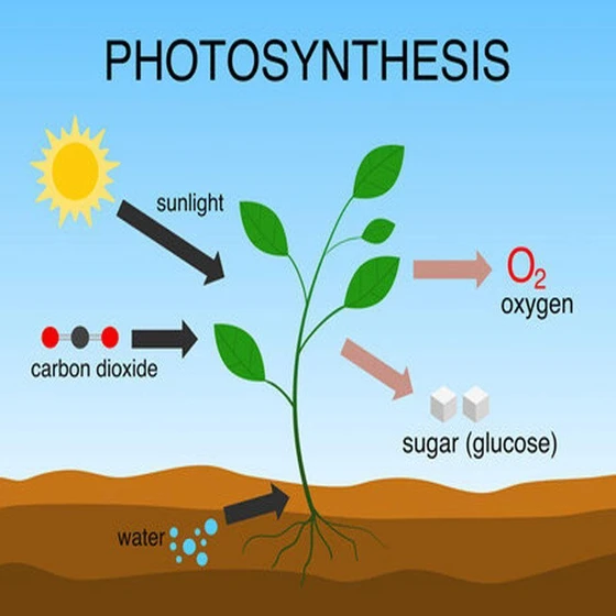 photosynthesis-chart-2.webp