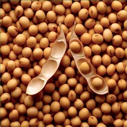 Soya Bean Brown 