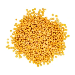 Yellow Mustard Seed