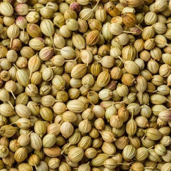 organic-coriander-seed-2.webp