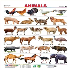 Animal Wall Chart