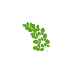 Moringa Leaves