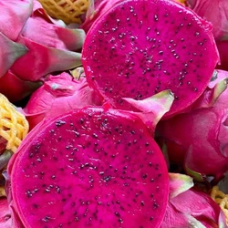 Pink Fresh Dragon Fruit