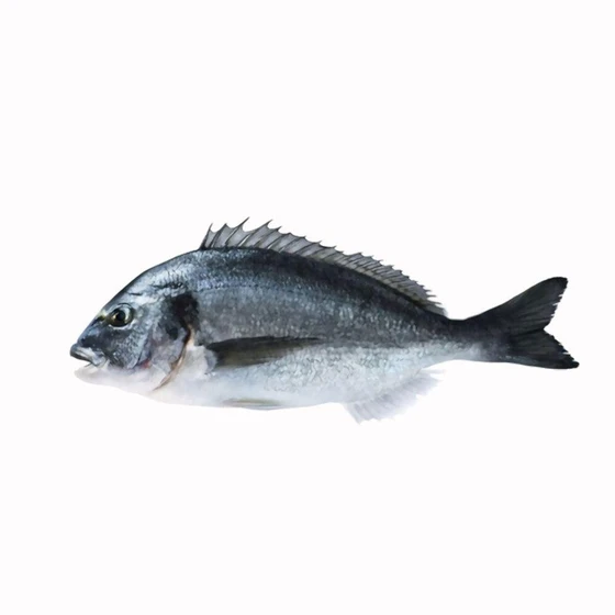 black-sea-bream-1.webp