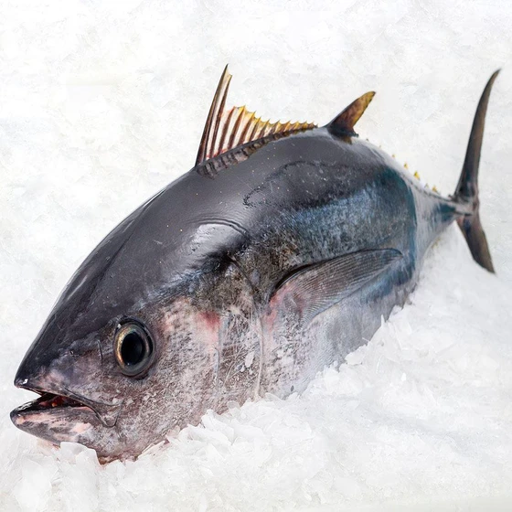 frozen-tuna-fish-2.webp