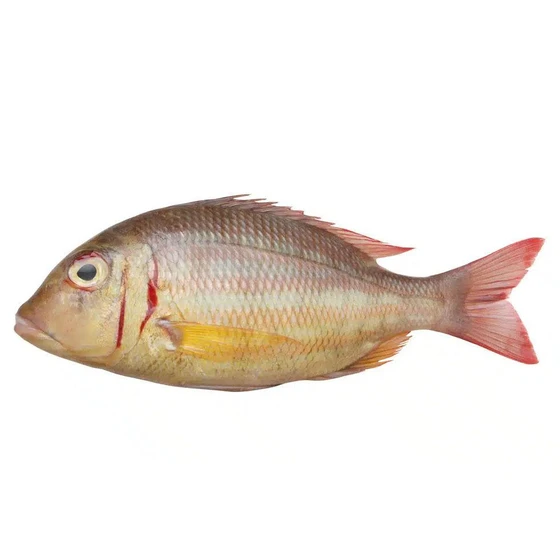 sea-emperor-fish-2.webp