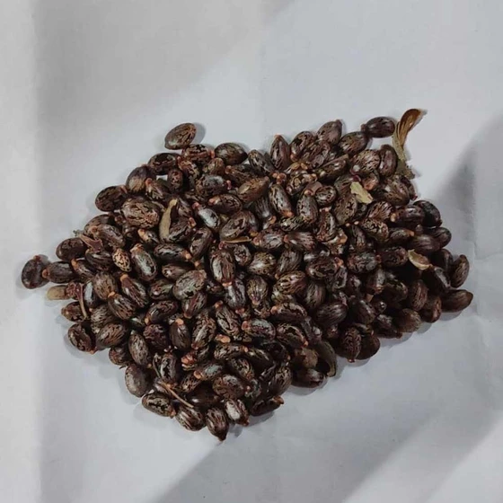 castor-dried-seed-1.webp
