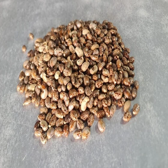 castor-dried-seed-2.webp