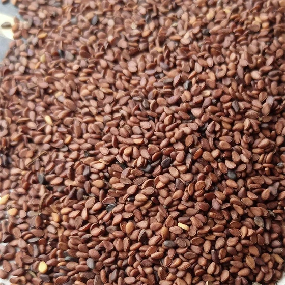 sesame-brown-seeds-1.webp