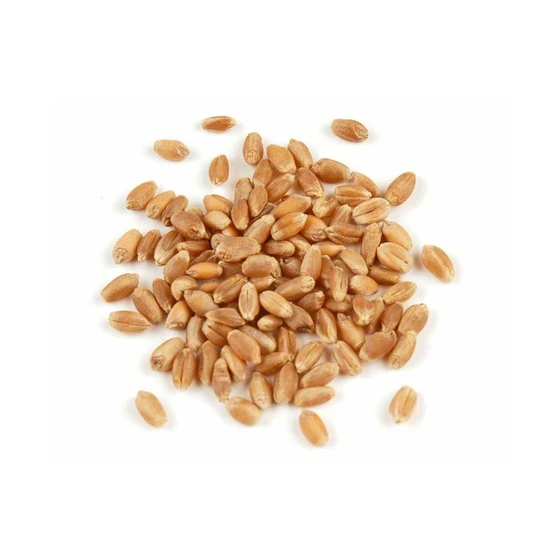 hard-red-winter-wheat-1.webp