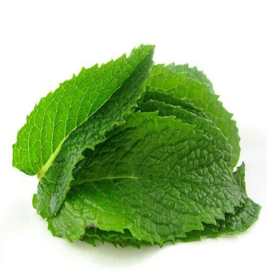 organic-spearmint-herb-2.webp