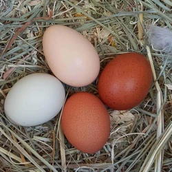 Fresh Chicken Eggs