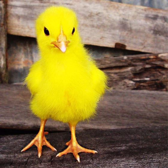 yellow-live-chicks-2.webp