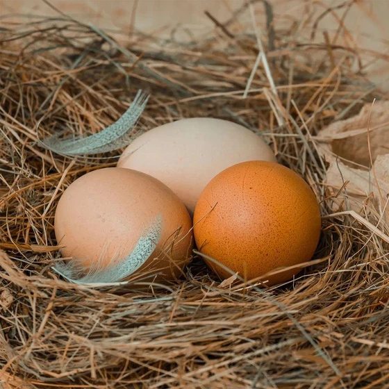 brown-chicken-egg-1.webp