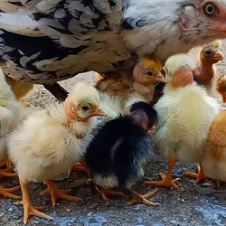 Desi Hen Chicks