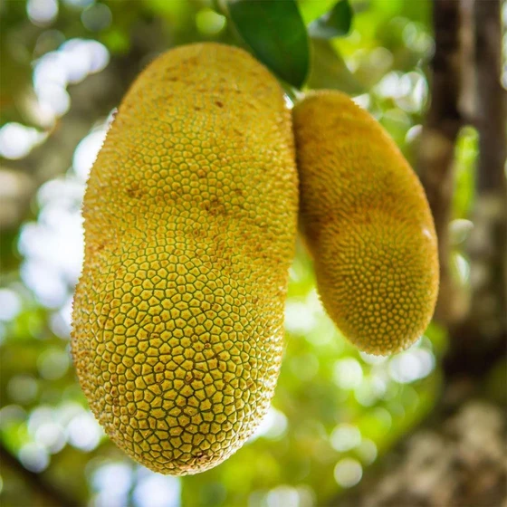 organic-frozen-jackfruit-2.webp
