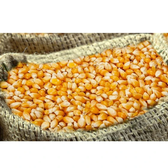yellow-maize-seeds-2.webp