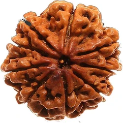 Mukhi Rudraksha