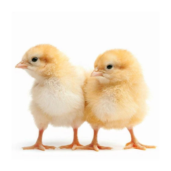 yellow-broiler-chicks-2.webp