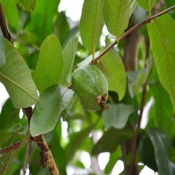 Healthy Guava Plants
