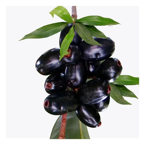 jamun-fruit-plants-1.webp