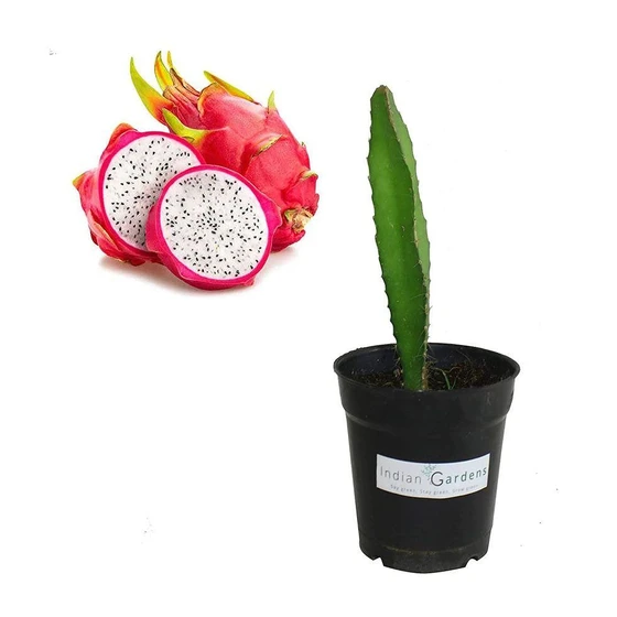 dragon-fruit-plant-2.webp