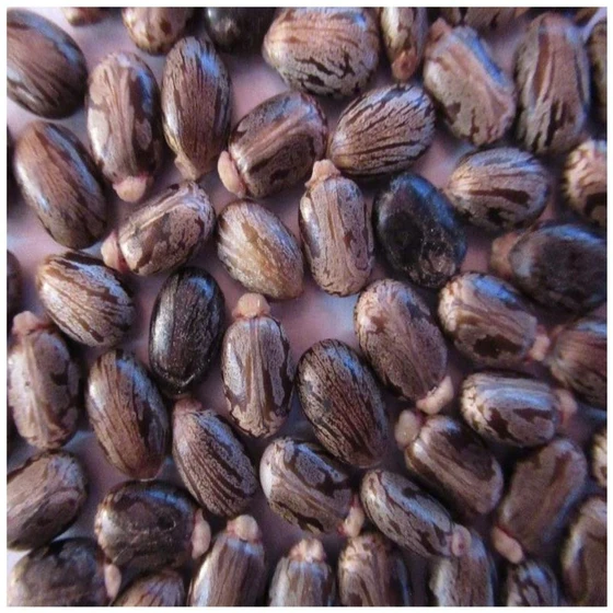 castor-fresh-seeds-2.webp
