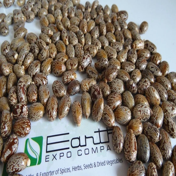 castor-herbal-seeds-2.webp