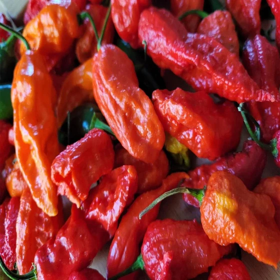 spicy-ghost-fresh-pepper-1.webp