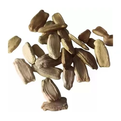 Bottle Gourd Seeds