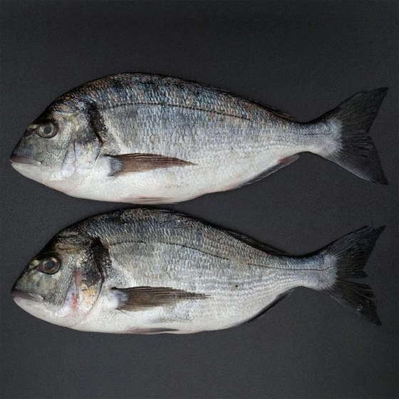 sea-bream-fish-2.webp