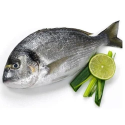 Sea Bream Fish