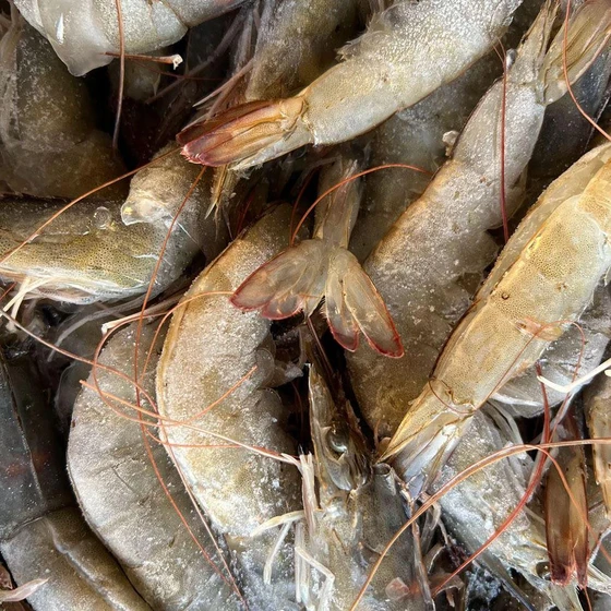whole-fresh-prawn-2.webp