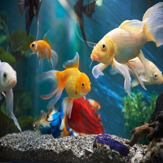 artificial-aquarium-fish-1.webp