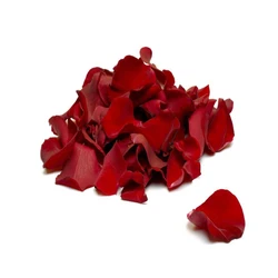 Petal Red Rose 