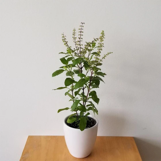 herbs-tulsi-plant-2.webp