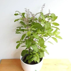 Herbs Tulsi Plant