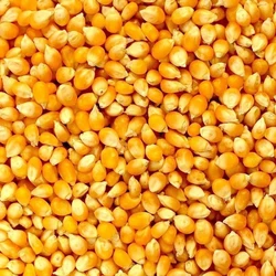 Corn Dried Maize