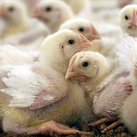 hybrid-broiler-chicks-1.webp